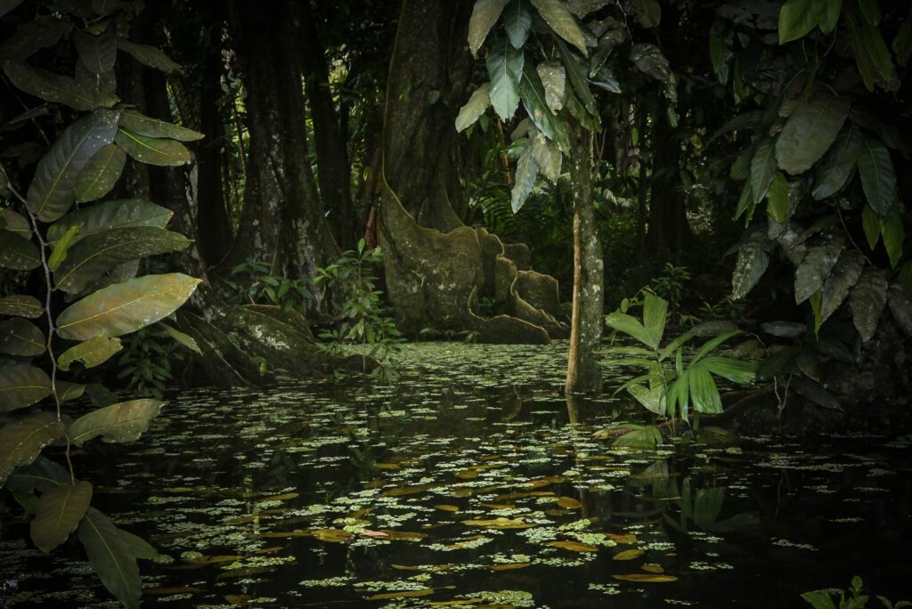 Jardin botanique Harrison Smith