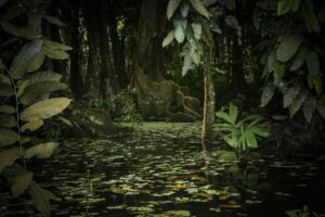 Jardin botanique Harrison Smith