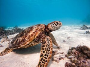 Te Mana O Te Moana – Centre de réhabilitation des tortues
