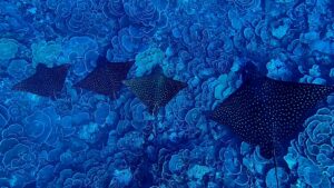 ScubaTek, école de plongée de Tahiti