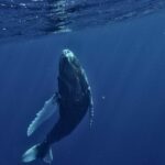 Saison des baleines 2026