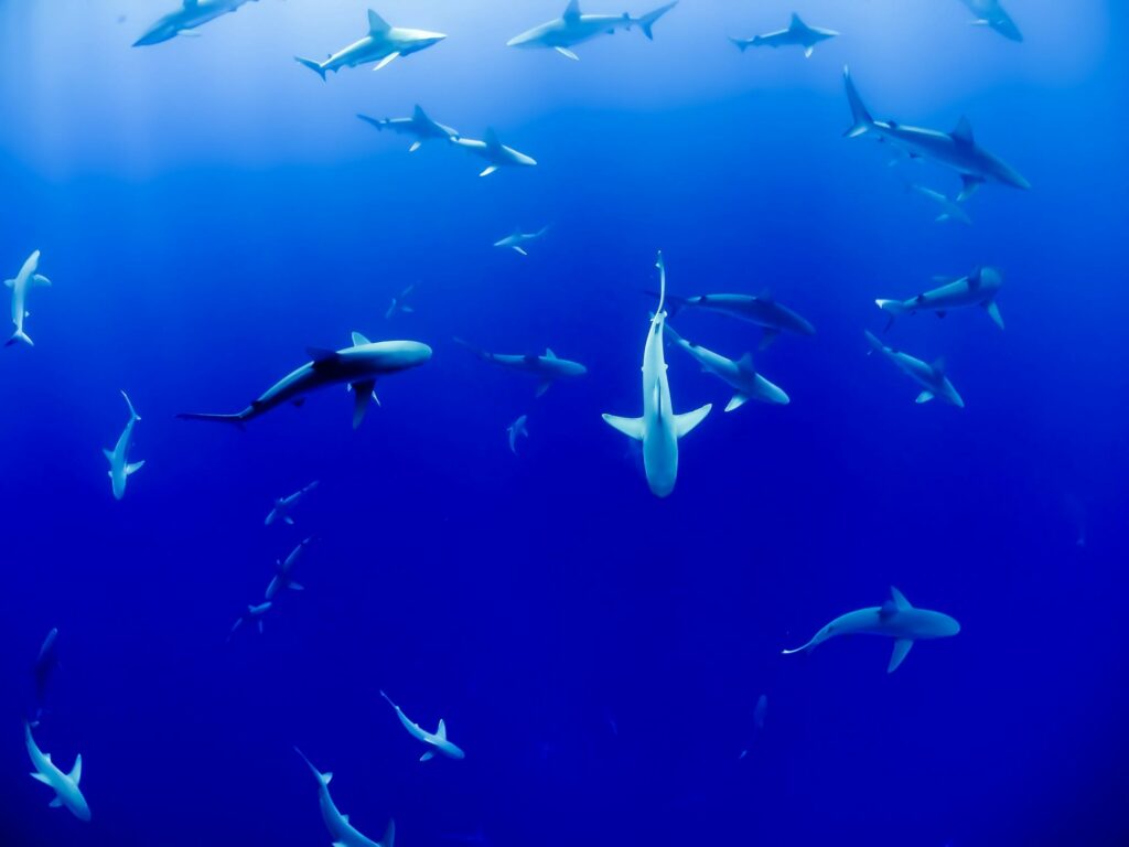 Le mur de requins de Fakarava