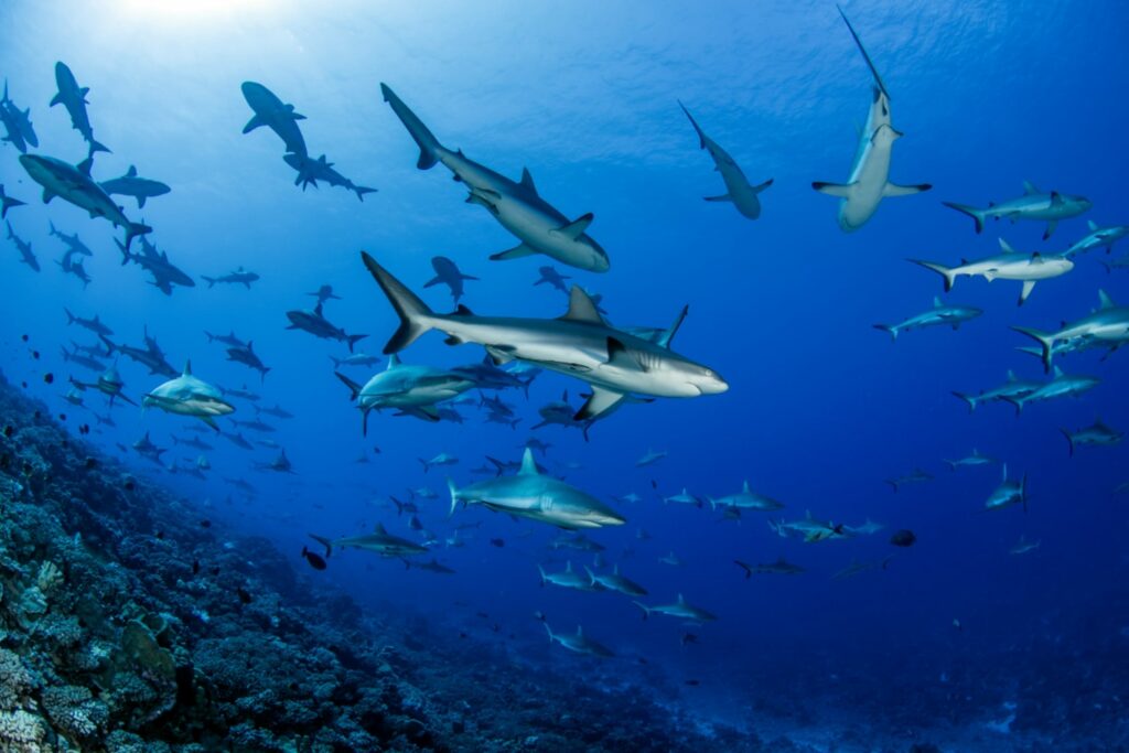 Plongée à Fakarava : le guide complet pour découvrir le célèbre mur de requins